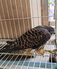 �ȵ��ܲ������ˣ�����ֻ���ڳ���Ъ�½ţ�ȴ������ץס���ء���