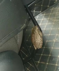 ���Ϸ������զ�죿