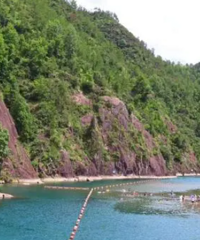 �ֵ�����ˮ�ļ��ڣ�����ˮ���컨�塰��̶ͷ�塱