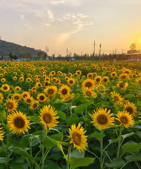 ����Ϧ���µ����տ�