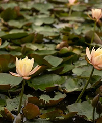 ����̨�ݣ����ɡ���������������ϵ����죡