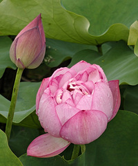 ��ɽ�����������ţ��������м����ŵ�������