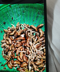 һ�١��󲹡���̨��6�˱�����������ҩ�ģ�������Ū��