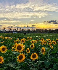 ·�����ҽ�Ұ��԰������Ϧ���µ����տ�