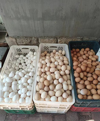 ������ɫ�ļ����������ôѡ�أ�