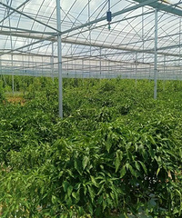 ��ׯ������ɣ�����ɹɶ����������ˡ����CEO��