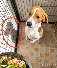 ���������͵������ж���ѣ������