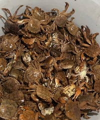 ̨������ɫС�ԣ�С��з