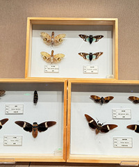 ·�Ų���ݵ�����չ����С���ѿ�����ͦ����˼��