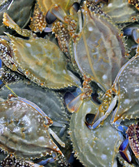 ͸���ʣ����8�£��������ź������ԡ�������