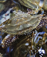 ͸���ʣ����8�£��������ź������ԡ�������