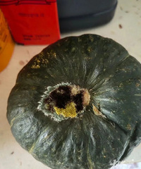 �㽭������ȫ����ƻ��Ģ�����к���ˣ�����ʲô�����ζ����