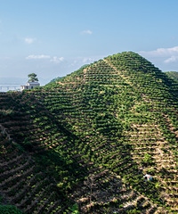 ӿȪ��ɽ�嶫Ժ�������ˣ�û�е����Ƶľ�ɫ