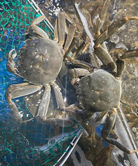 �۸񷭱�����ҲҪ�ǣ���̨�����˲������ˡ�