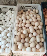 ������ɫ�ļ��������ôѡ