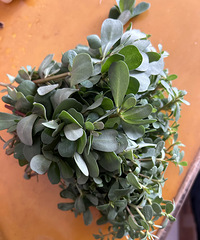 ����Ұ�˶�ʮ����һ���˻�������