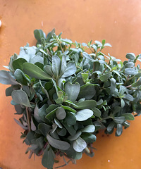 ����Ұ�˶�ʮ����һ���˻�������