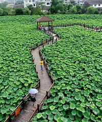 ·�Ż��Ҷ���ʼ�������ںϷ彭ǧĶ����̨�ݹ�������������ˮ��