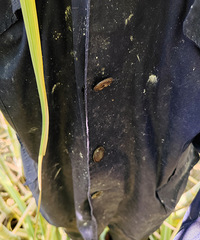 ���Ÿ���ȥ�Ǹ���Ҷ����ͷʪ���ţ��о�����Ҳ�����ˡ�