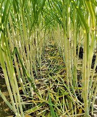 ���Ÿ���ȥ�Ǹ���Ҷ����ͷʪ���ţ��о�����Ҳ�����ˡ�