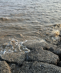 ��һ�ε���ɳ��Ϻ����ջ�ֻСС�з