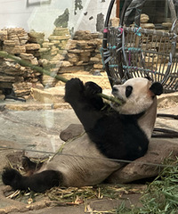 ȥ���뿴����è��������ӾͿ���1Сʱ