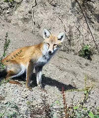 �����羫�鴳������