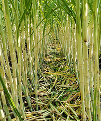 ����ȥ�Ǹ���Ҷ��ͷʪ����