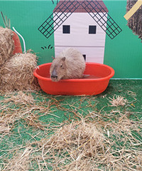 �����˿�Ƥ����