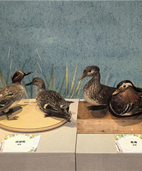 ������з���չ