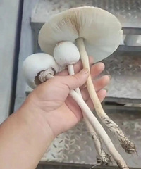 ��ժ����ԣ�̨����ҽԺһ��������4��