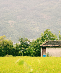 ��壺һ����ĩ����Ӱ��һ�������ɫ��