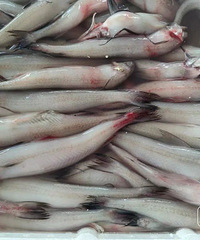 7��Ӫ��200��Ԫ�����������ˣ��㽭�ϰ�ֱ�ԣ�û�뵽