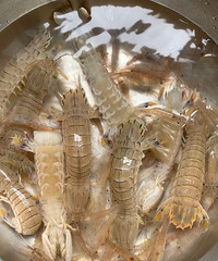 �ܶ�����û�����۵Ĺ��ӷŲ��������ʼ۸���������ʼ۸���