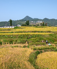 �ɾ����ɽ����ʱ�ڴ�