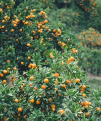 ����̨��ح���ٺ���ʼ��������̨�ݵ�̤��֮�ð�