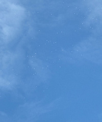 ���г��ְ�ɫ��������