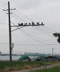 ũ����Ұ������ͷ�Ǹ�ʲô�õģ�