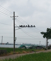 ũ����Ұ������ͷ�Ǹ�ʲô�õ�