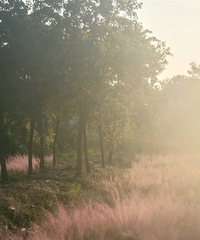 �����ʪ�ع�԰