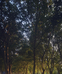 �����ʪ�ع�԰