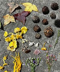 �����ͽ����ɼ���Ȼ����ɫ