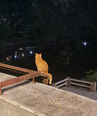 92���о��̣����籾�ƣ����ж�����