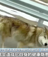 �ɿ����������Ǳ��ο�ι�������Ѿ���ʼ��ʳ��