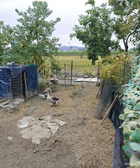 ��ҹ�������������������죬����û�뵽......