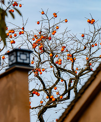 ���Ӻ���