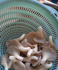 ���г��ӣ��ҿ������ģ�����������ˣ�