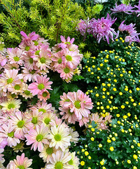 ��2024�μǡ������;գ�����ǡ����Ž��ء���������