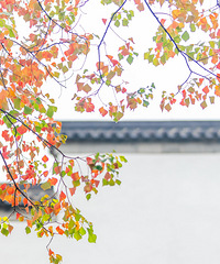 ������ɫ