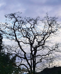 �׷�����ӽڣ����Ǻ��з�ɵ�